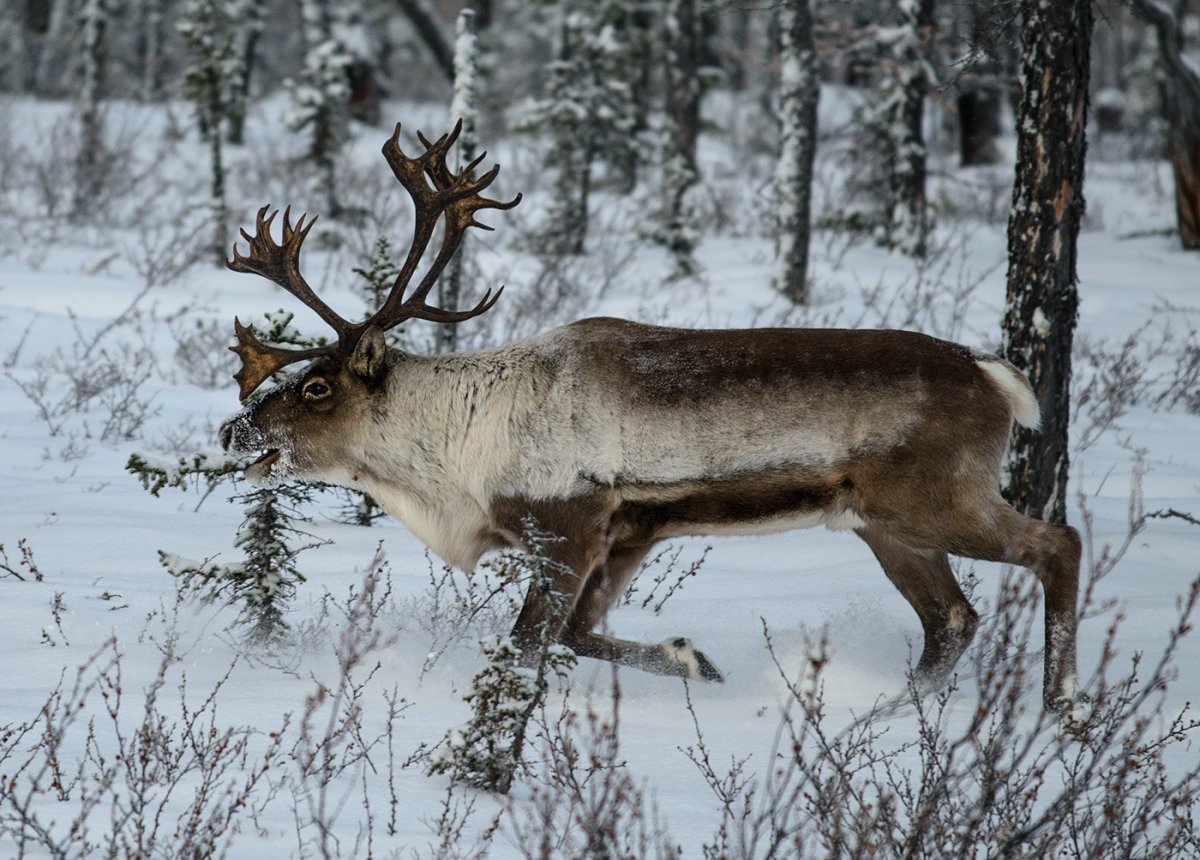 Северный олень Якутия