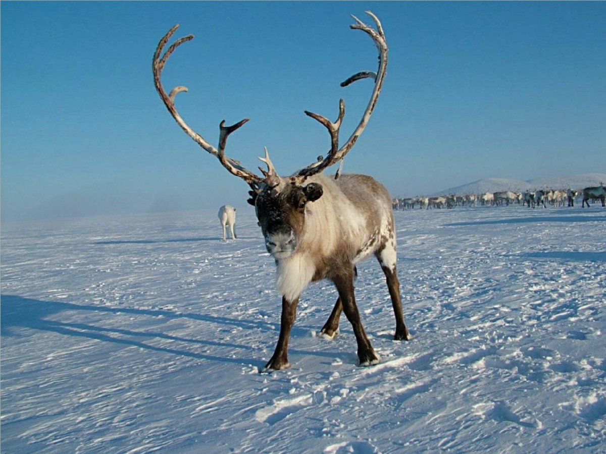 Олень новоземельский ХМАО