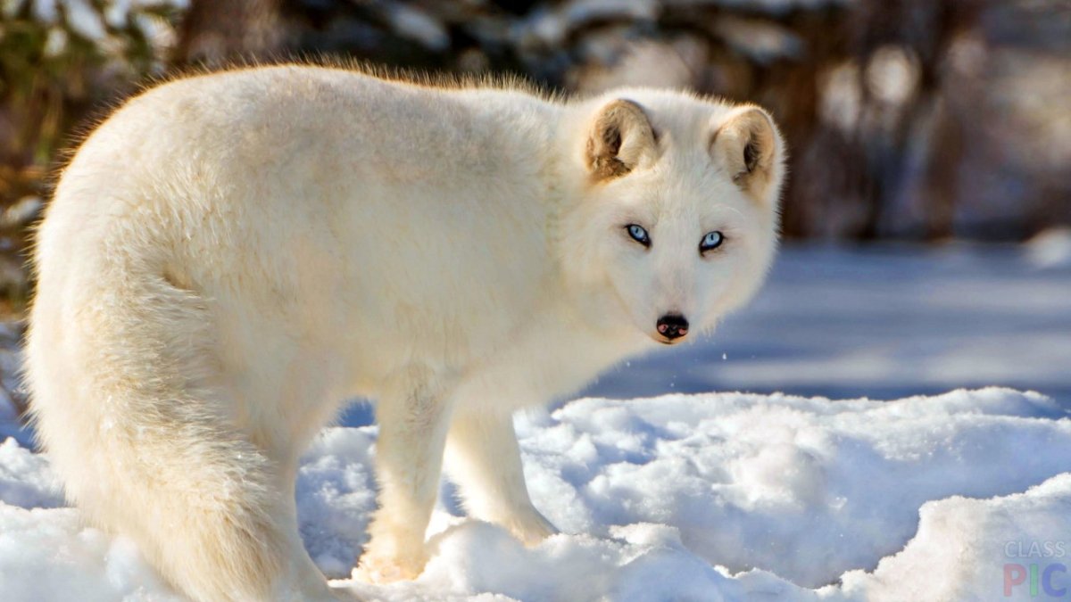 Полярный песец Арктики
