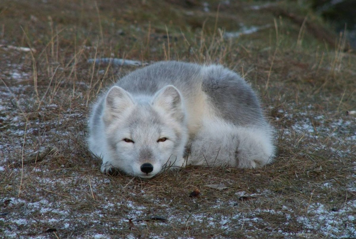 Песец Якутии