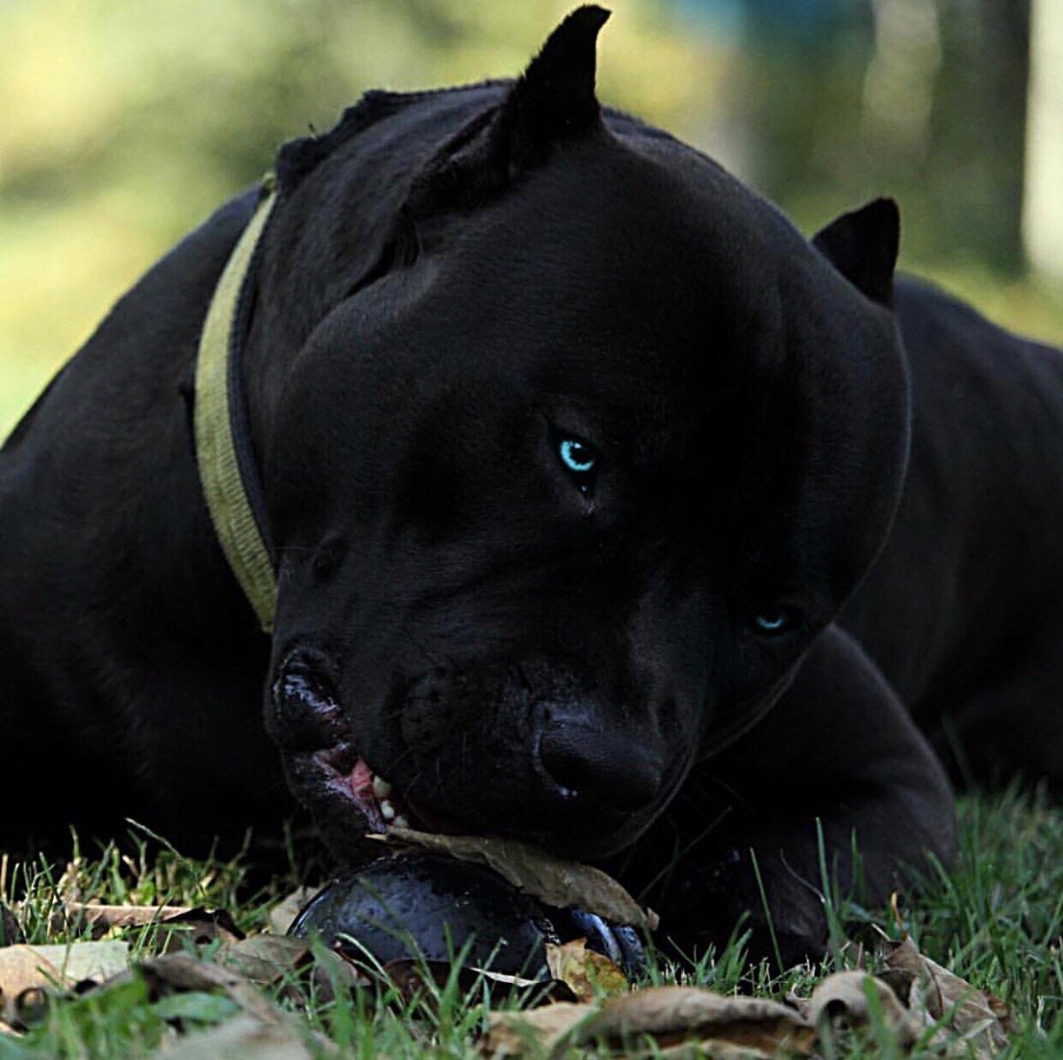 Стаффордширский терьер черн