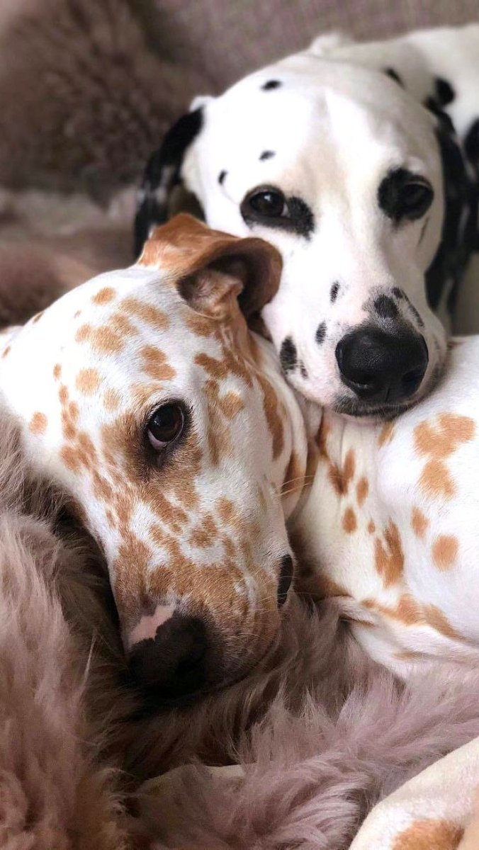 Собаки породы далматинец