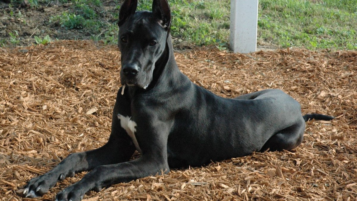 Немецкий дог / great Dane (235) г