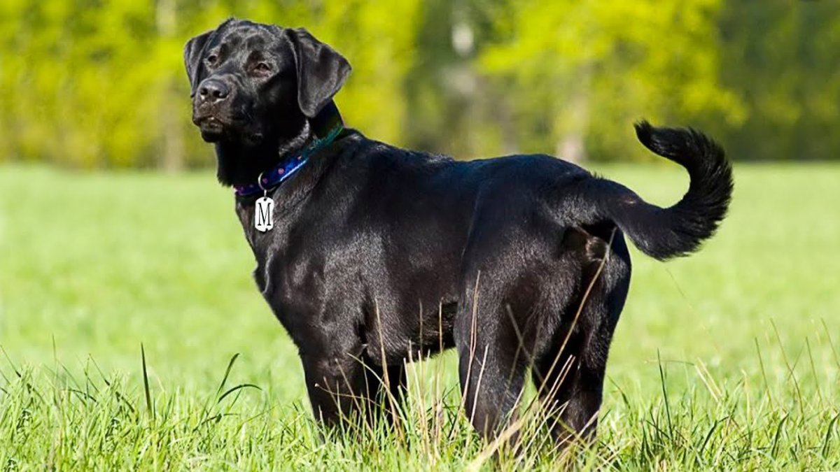 Лабрадор черный