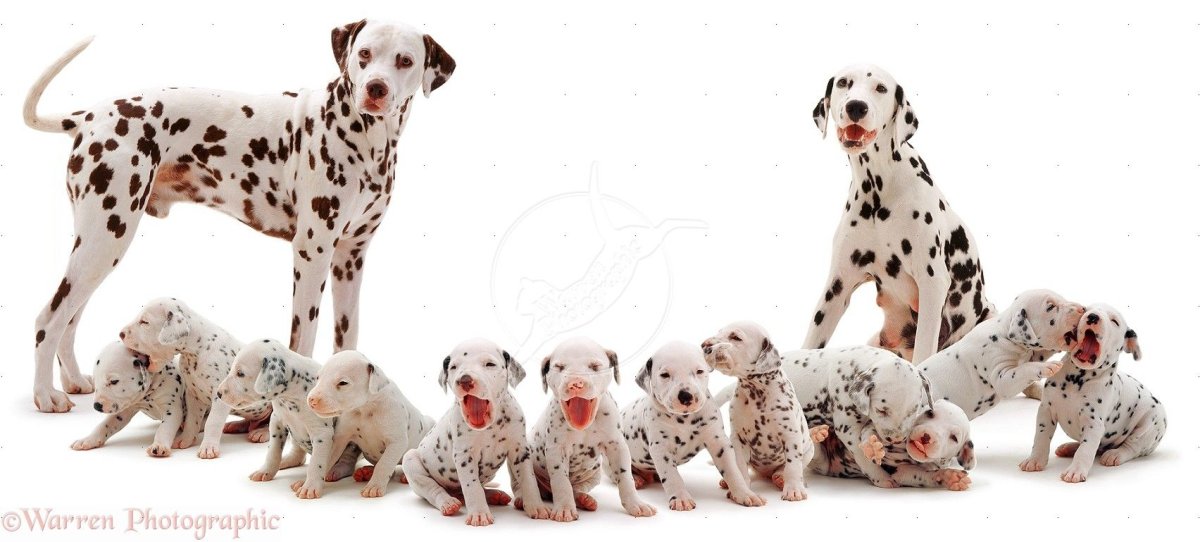 Порода далматинец