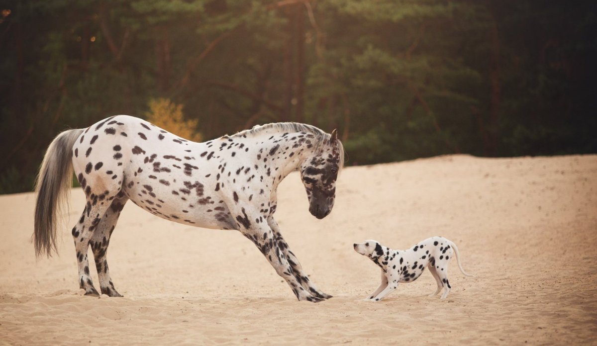 Далматинец щенок