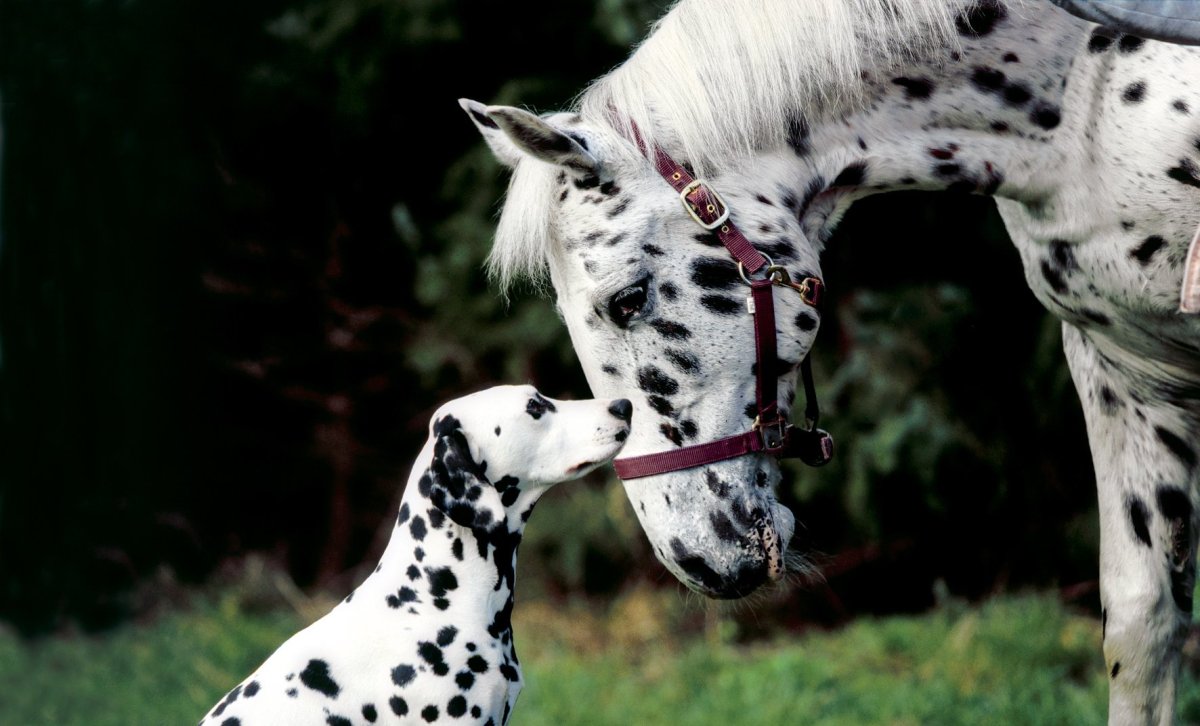 Гиеновые собаки Африки