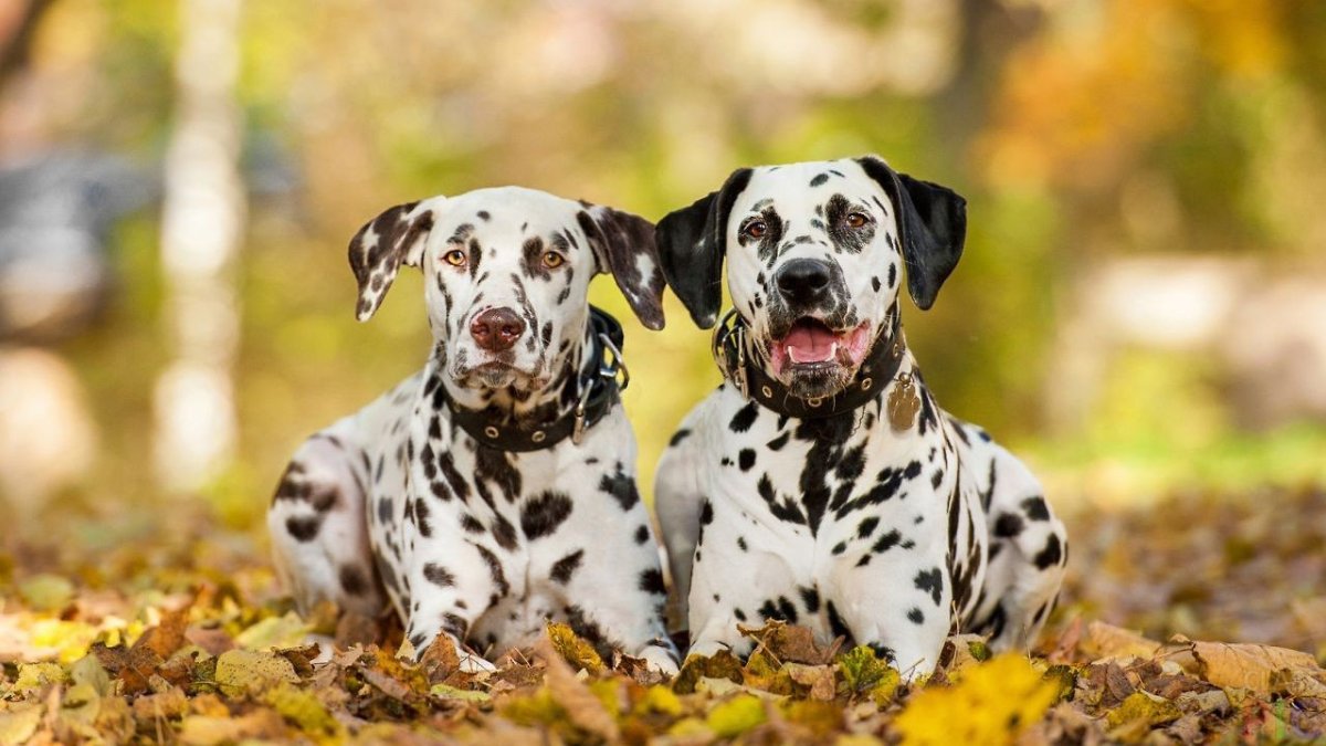 Порода собак Далматин