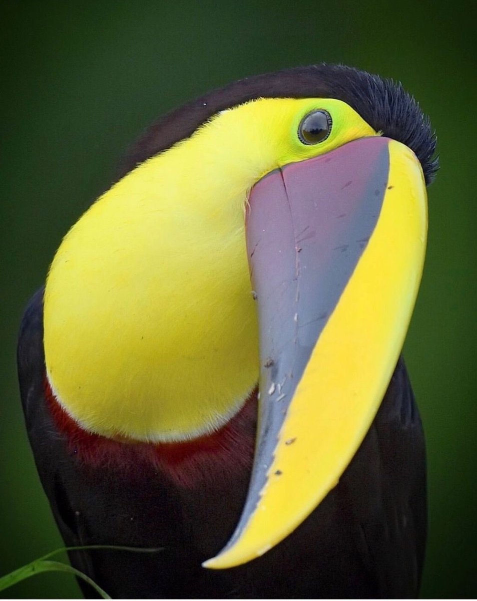 Желтоклювый Тукан