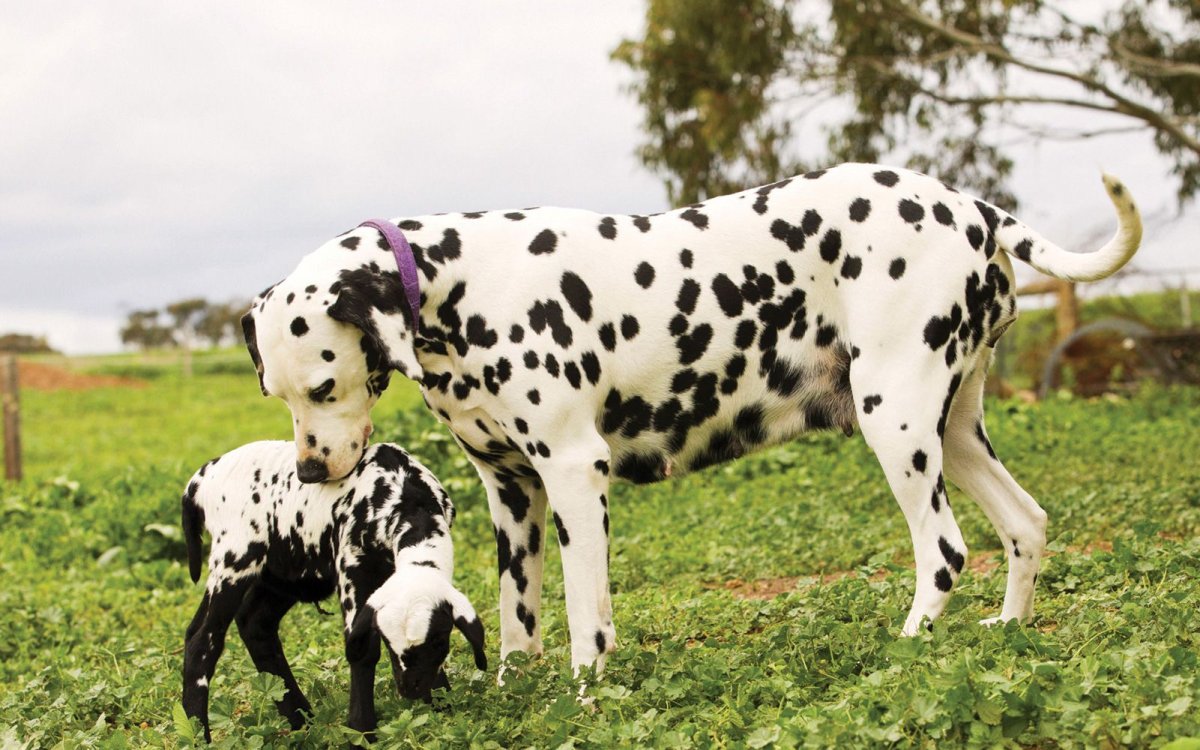 Далматинец анатомия