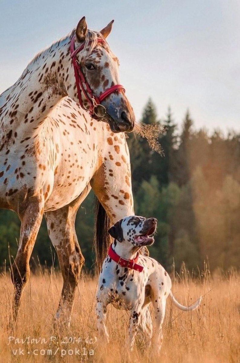 Далматин и лабрадор ретривер