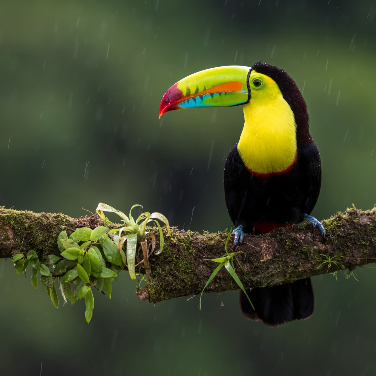 Тукан Коста Рика