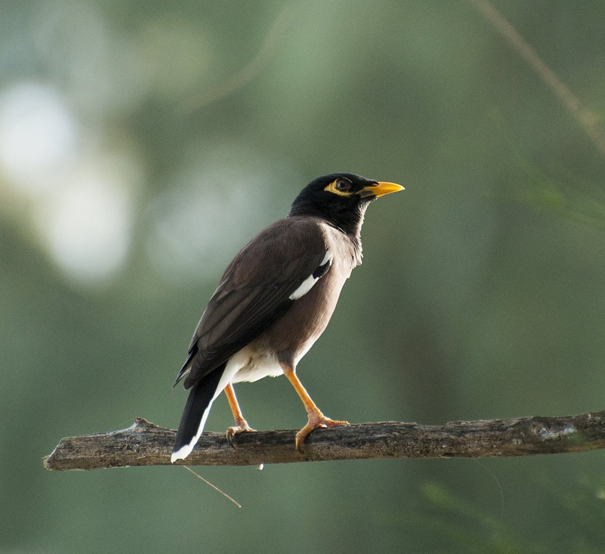 Скворец майна