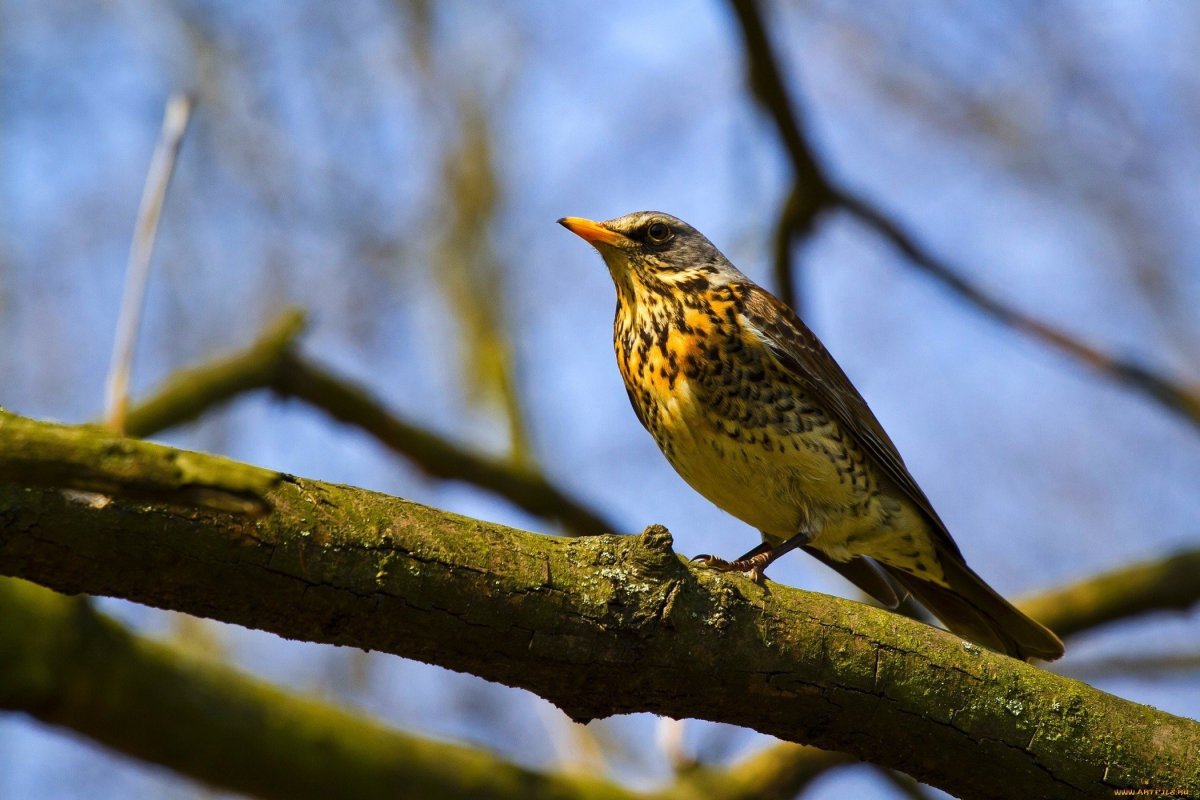 Птица с желтым клювом в Подмосковье Дрозд