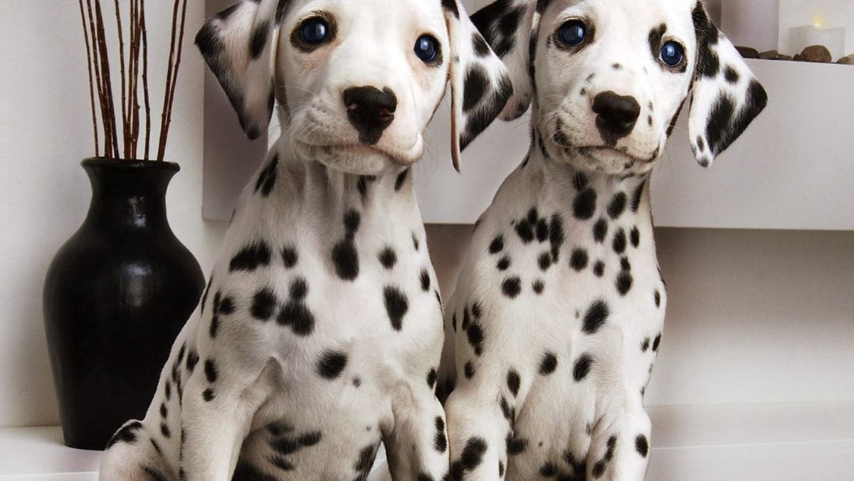 Далматин альбинос