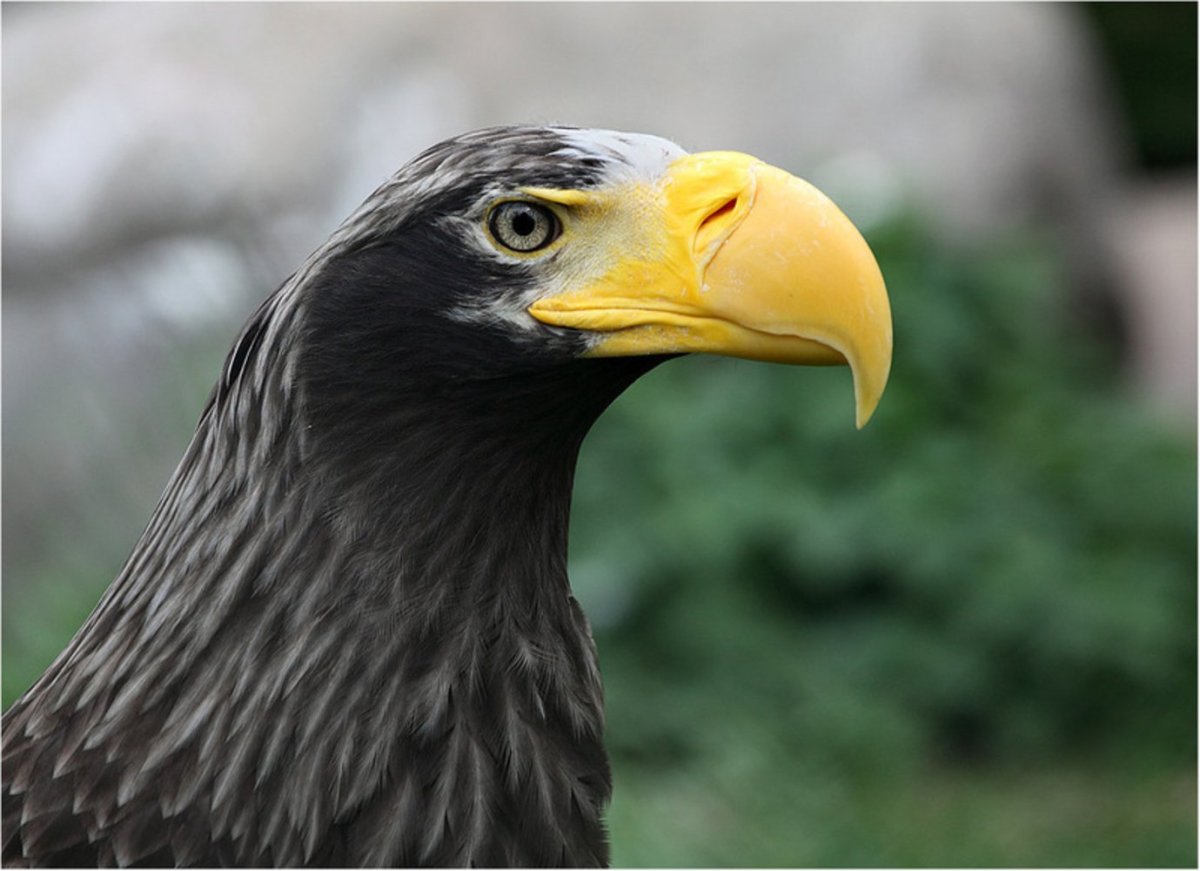 Белоплечий Орлан красавец