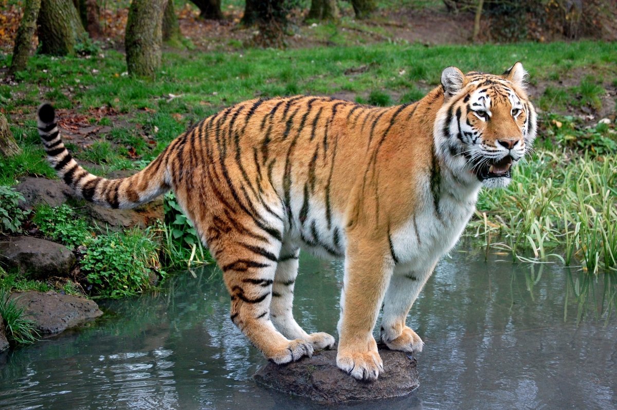 4. Амурский тигр (Panthera Tigris)