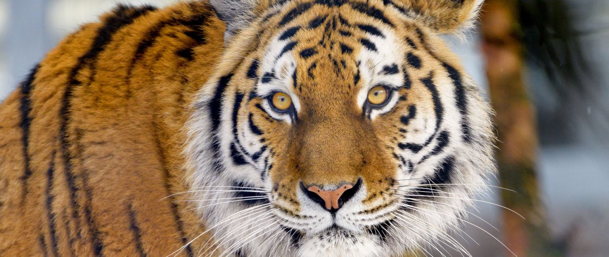 Земляной тигр