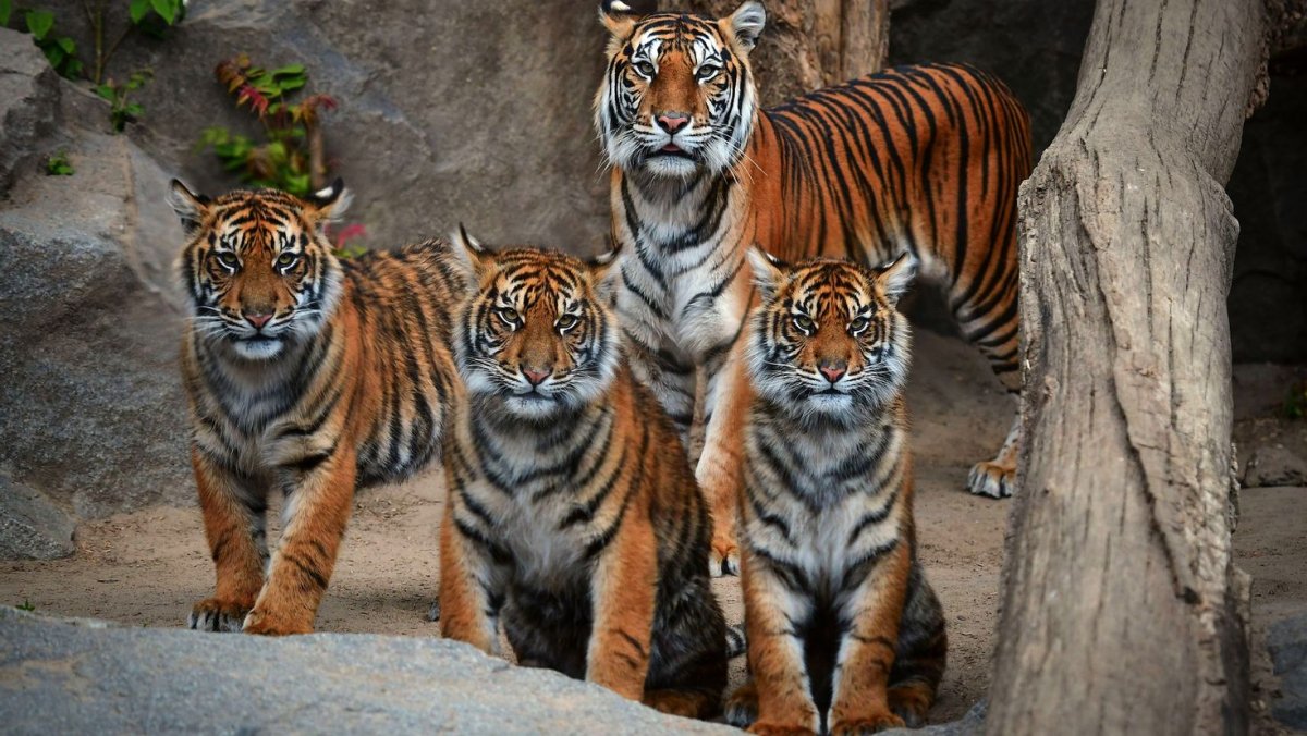 Амурская тигрица с тигрятами