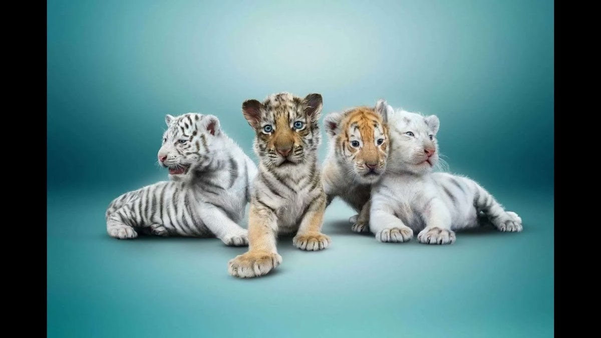 Разные тигры