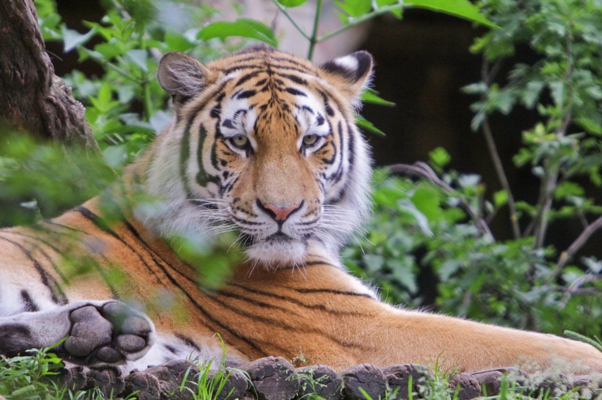 Тигрица красота