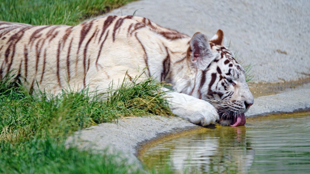 Бенгальский Тигренок