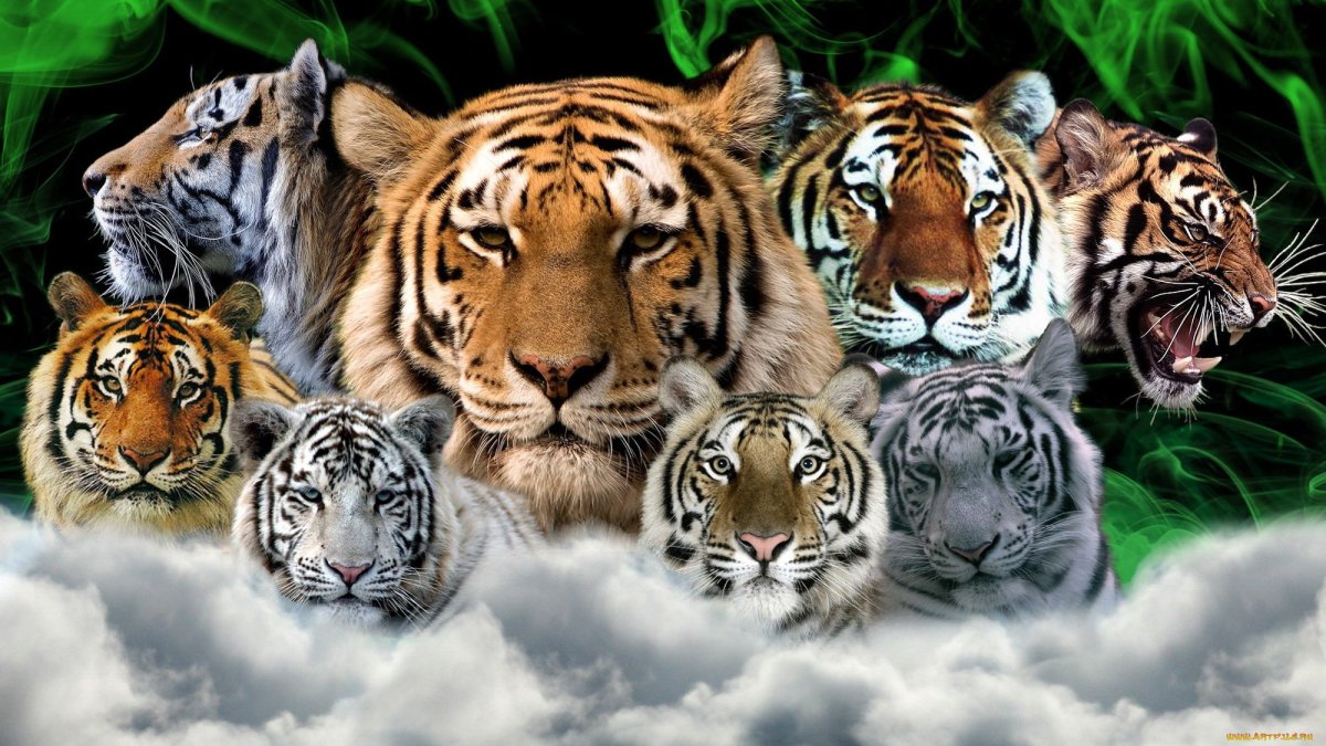 Много тигров