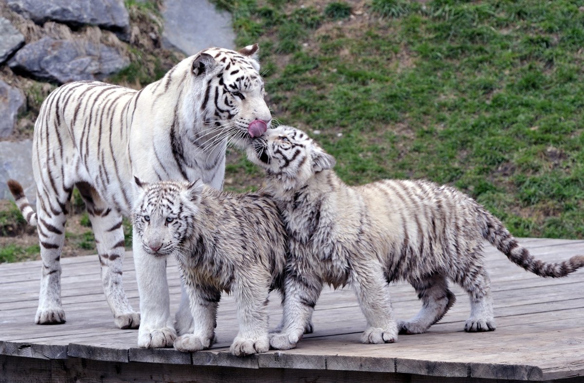 Белый бенгальский тигр Тайган