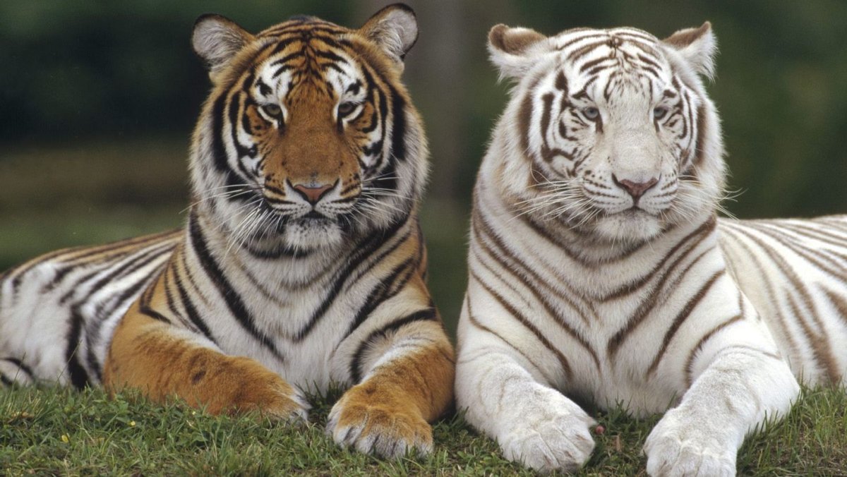 Амурский и бенгальский тигр