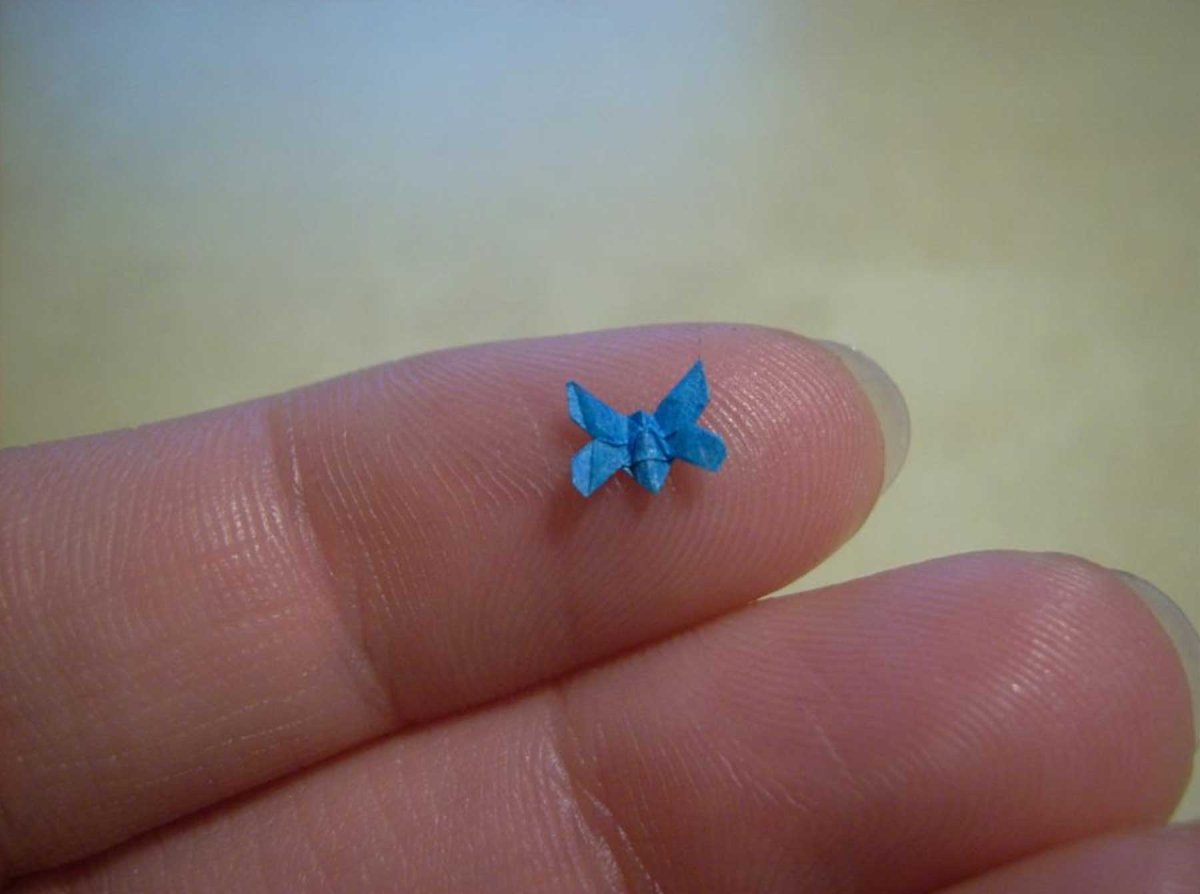 Самая маленькая бабочка в мире