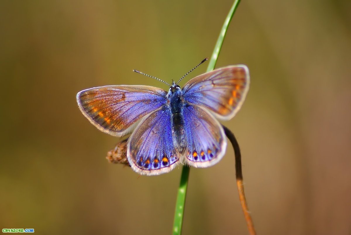 Тельце бабочки