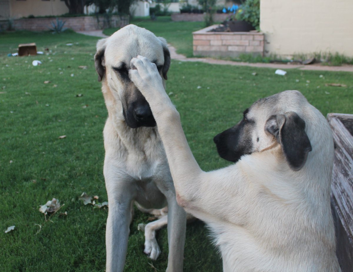 Кане Корсо vs Kangal