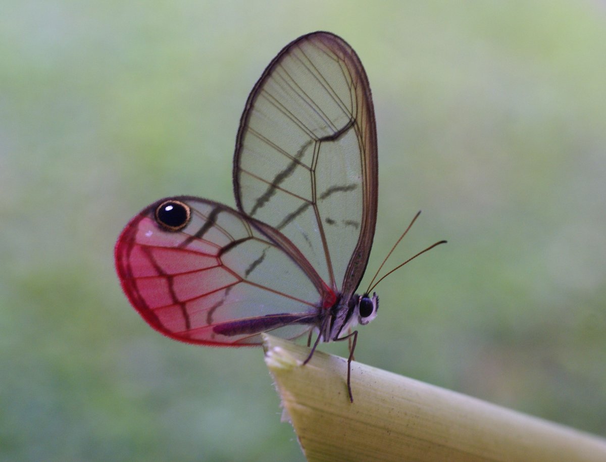 Цитериас Аврорина