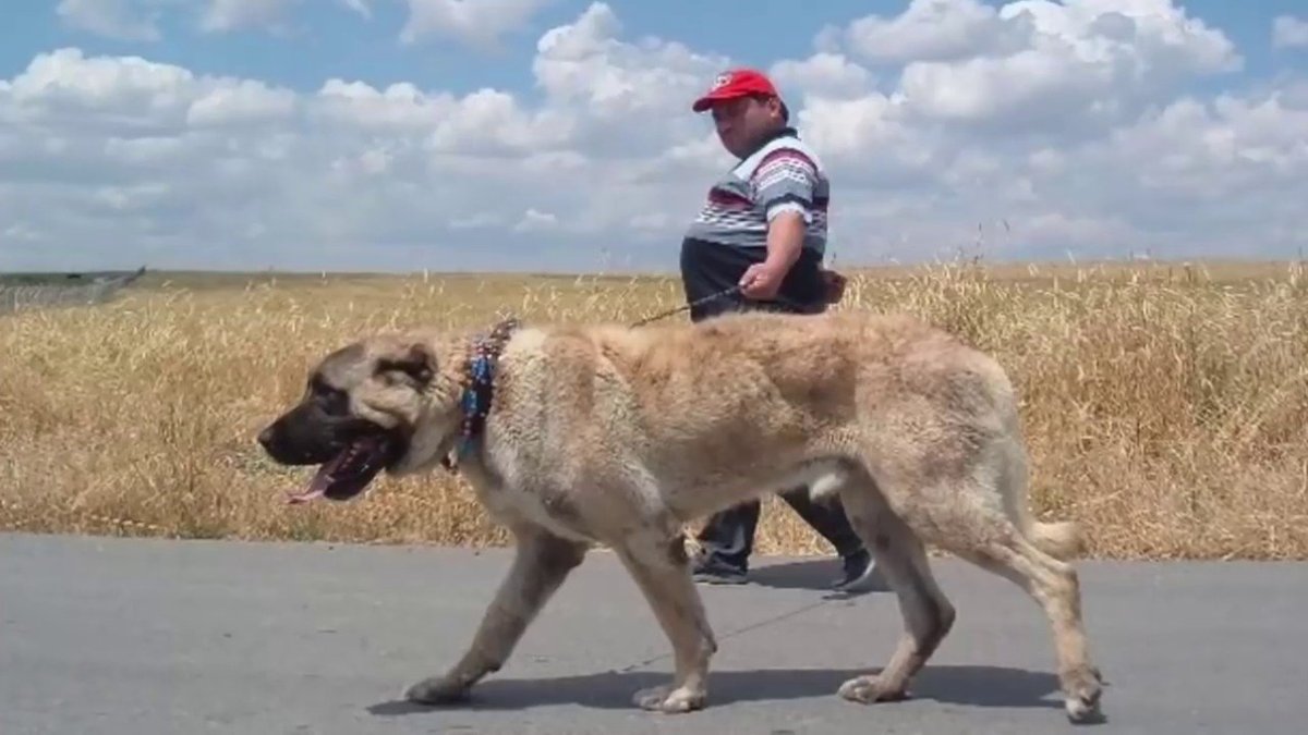 Акбаш Анатолийская овчарка