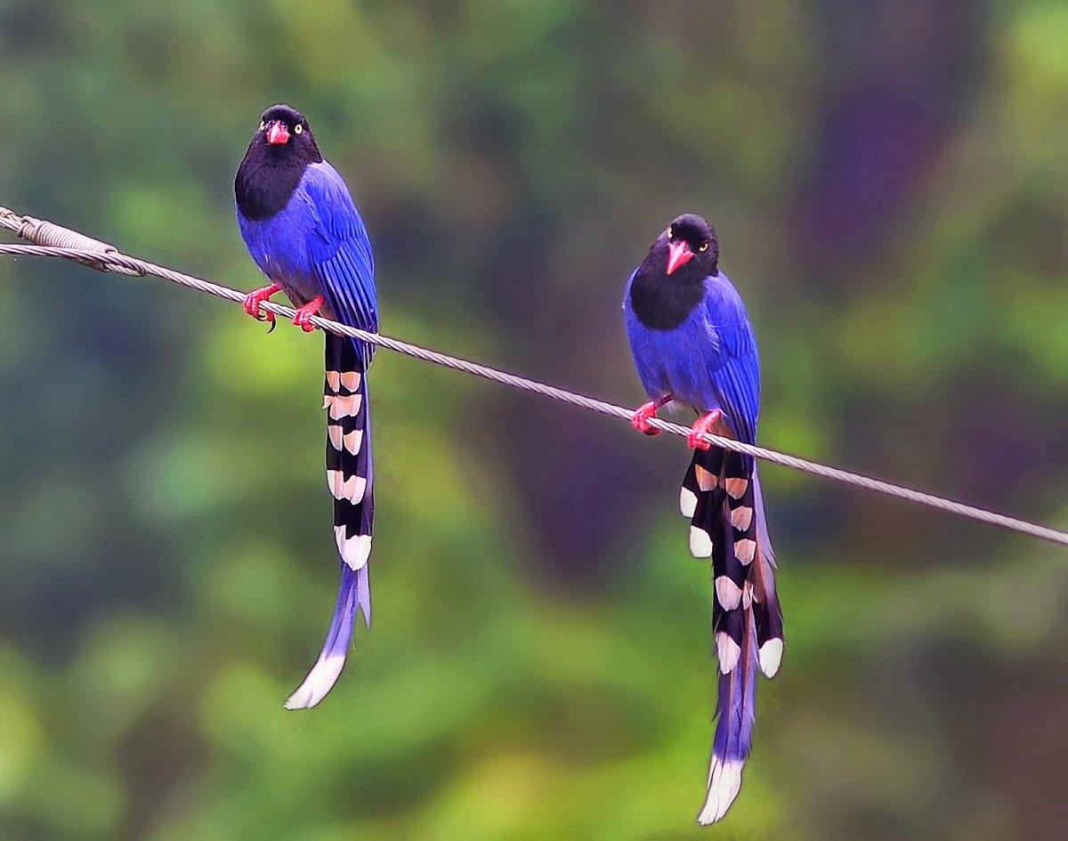 Грандала Лазоревая птичка