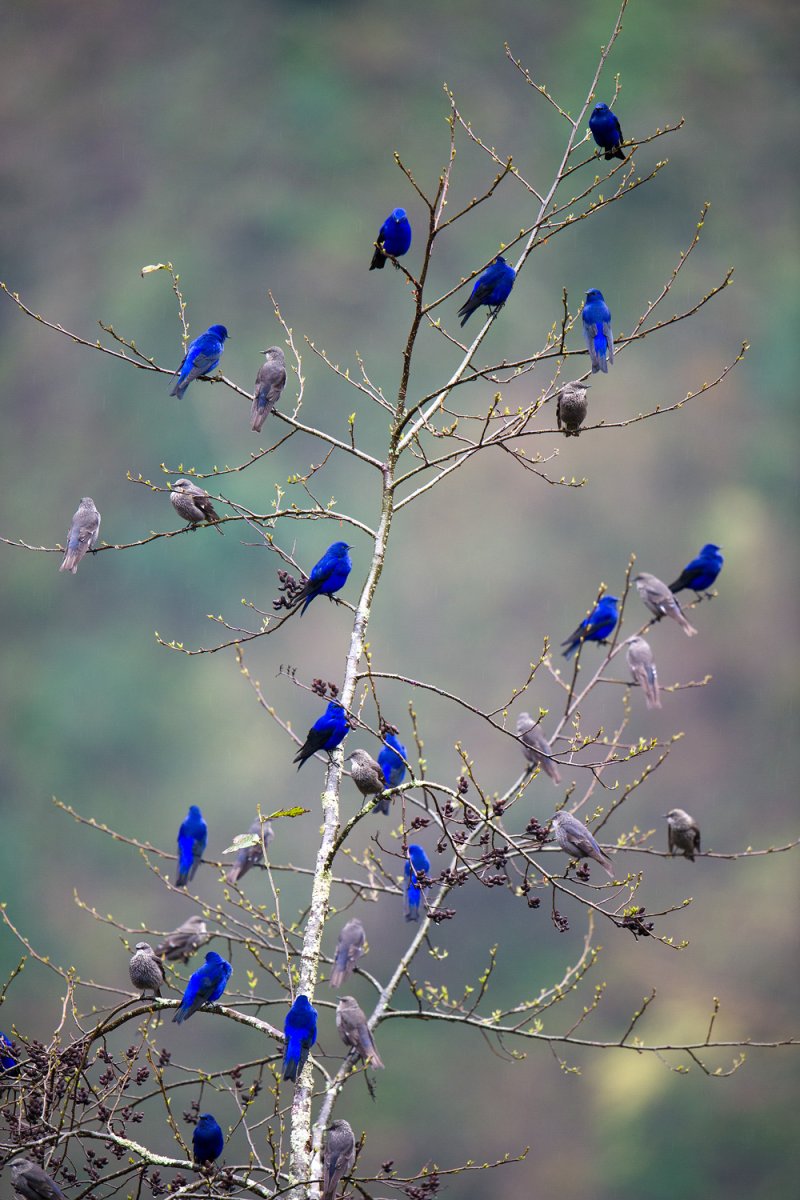 Голубая Грандала птица