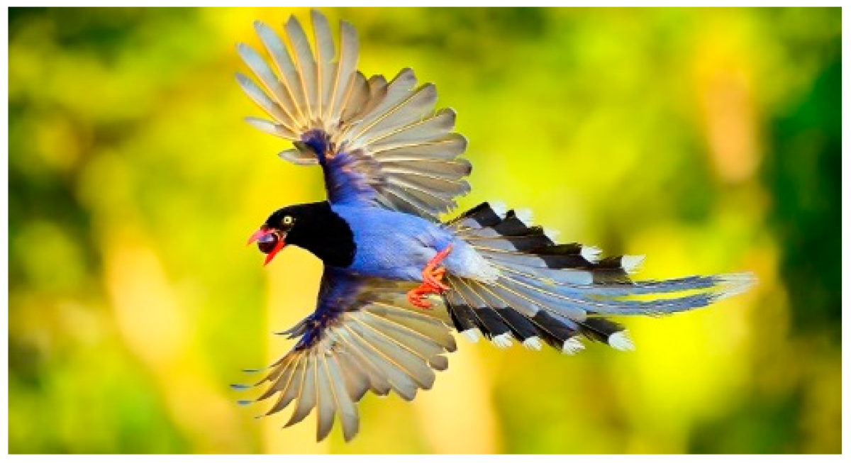 Лазоревая сорока