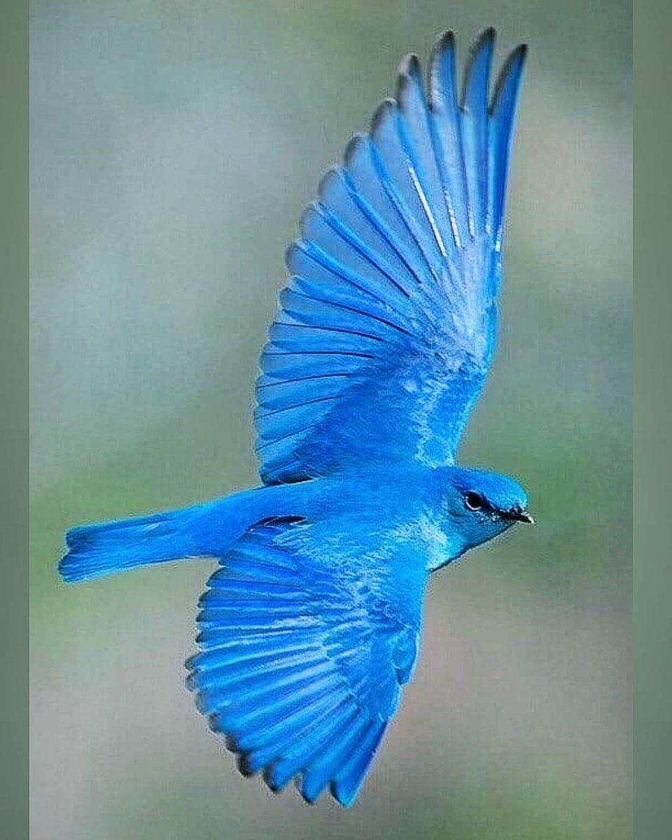 Сиалия Лазурная птица
