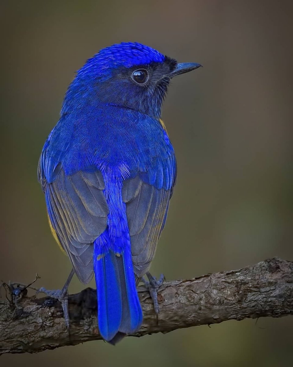 Грандала Лазоревая