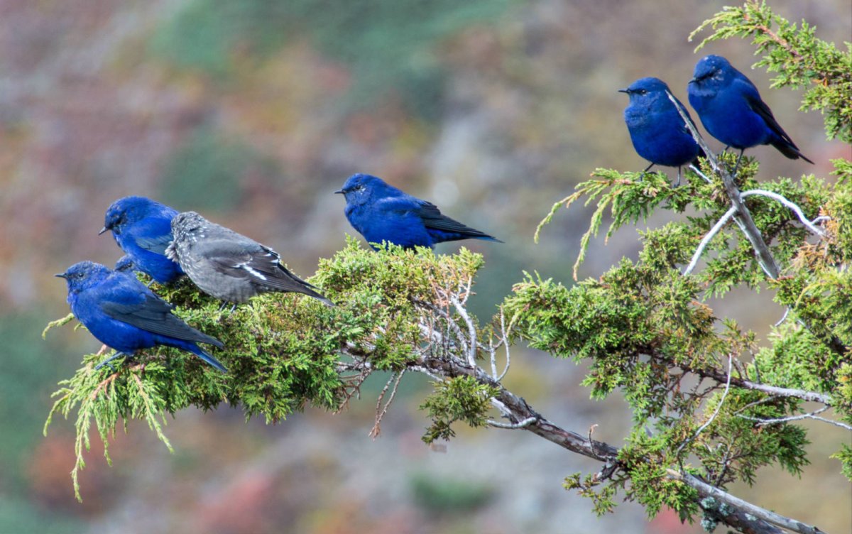 Грандалы лазоревые птицы
