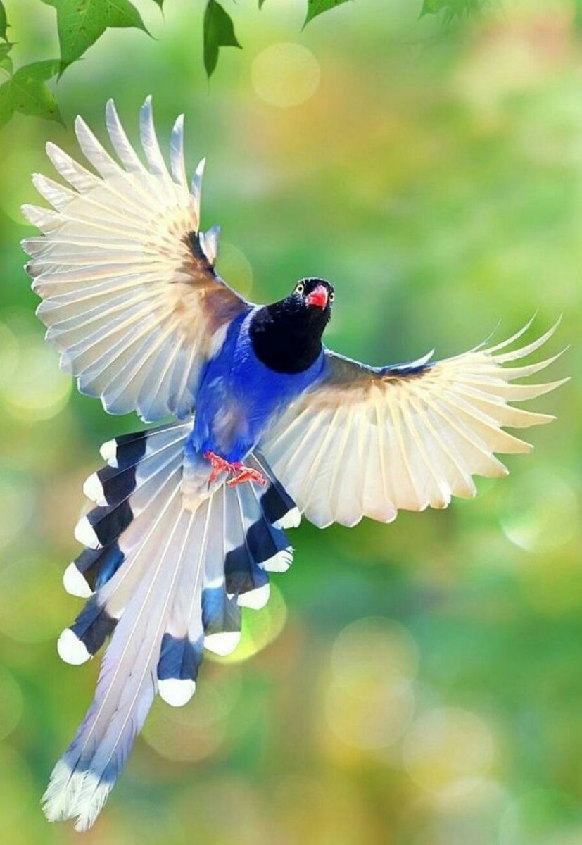 Птица летит