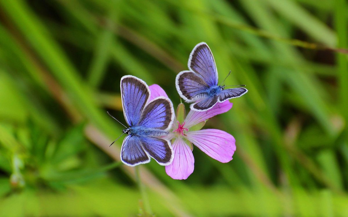 Маленькая бабочка