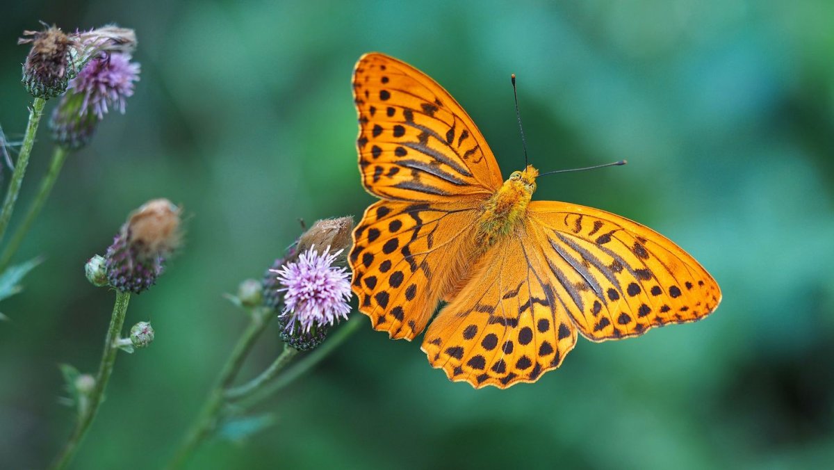 Яркие бабочки