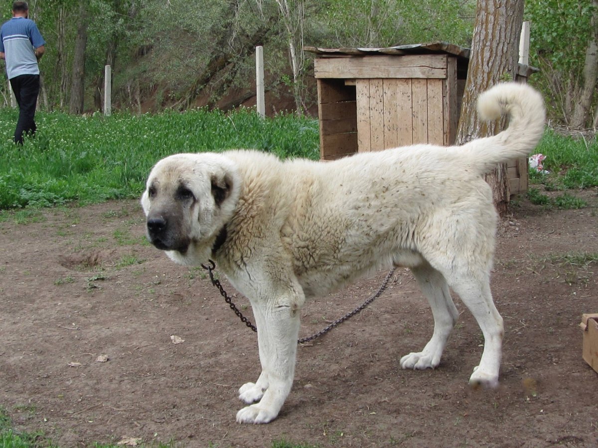Кангал город