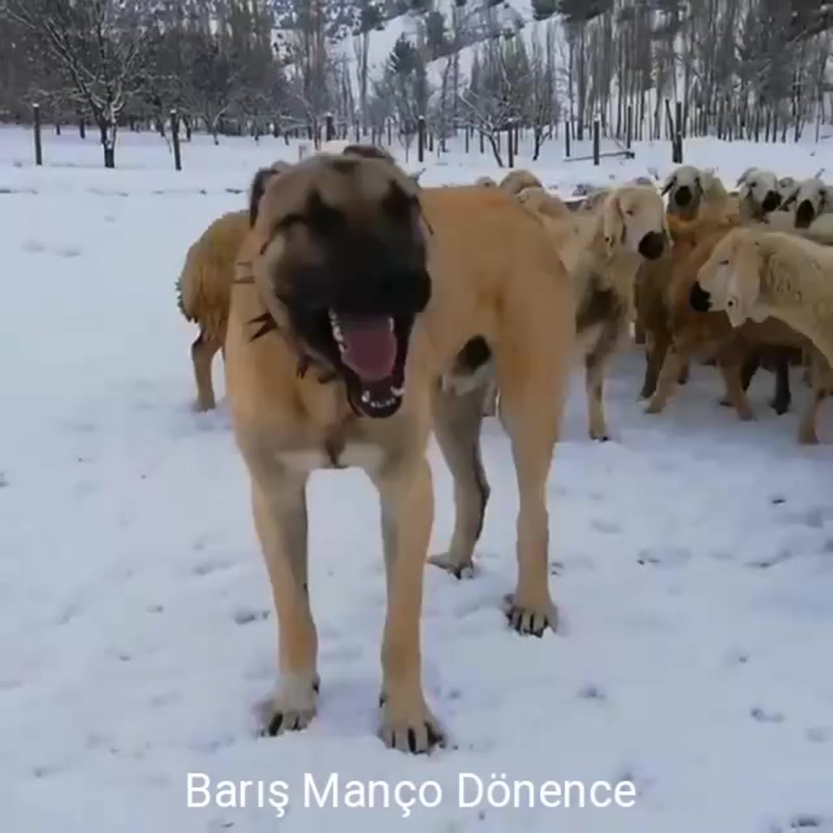Турецкий алабай мастиф