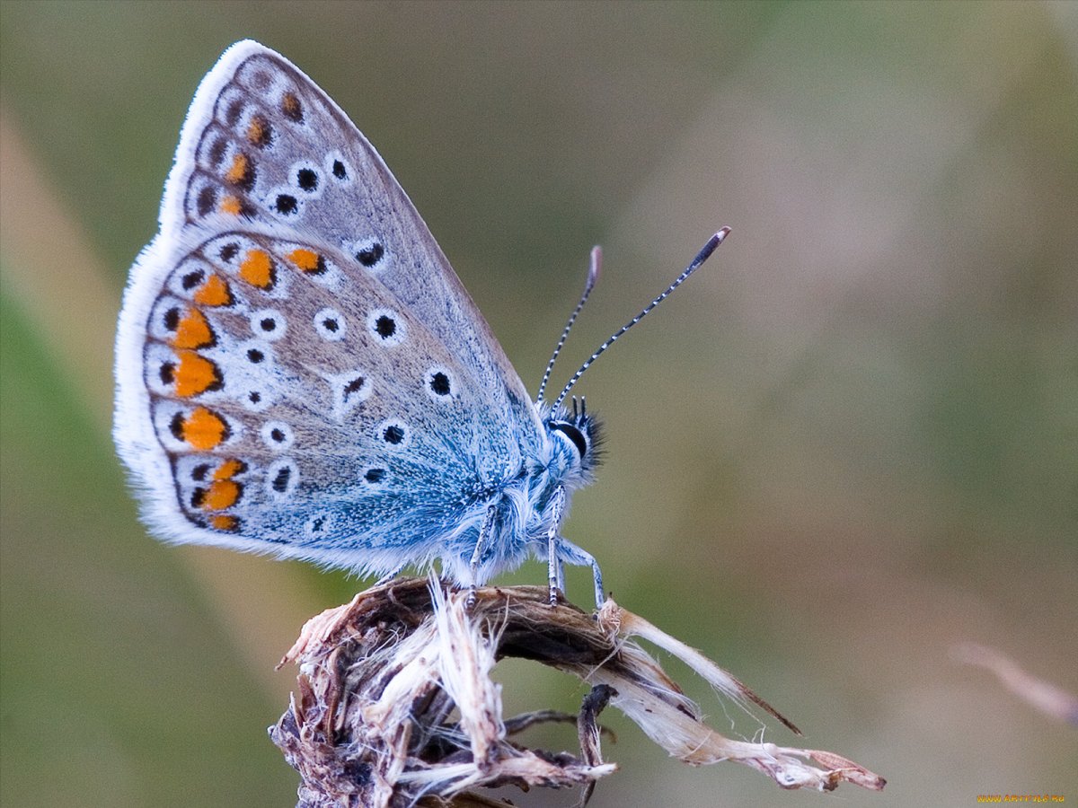 Бесхоботковые бабочки