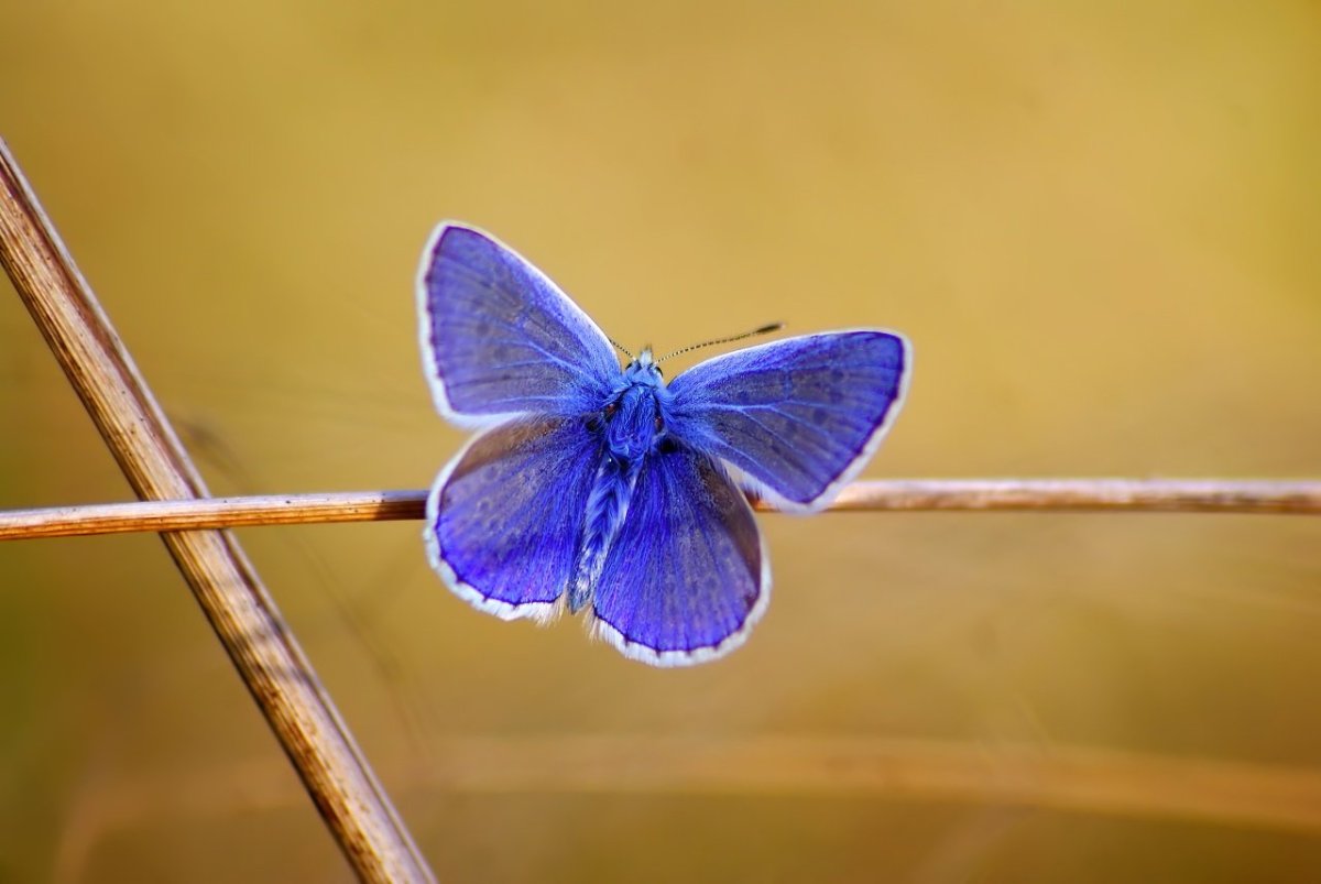 Самая маленькая бабочка в мире Ацетозея