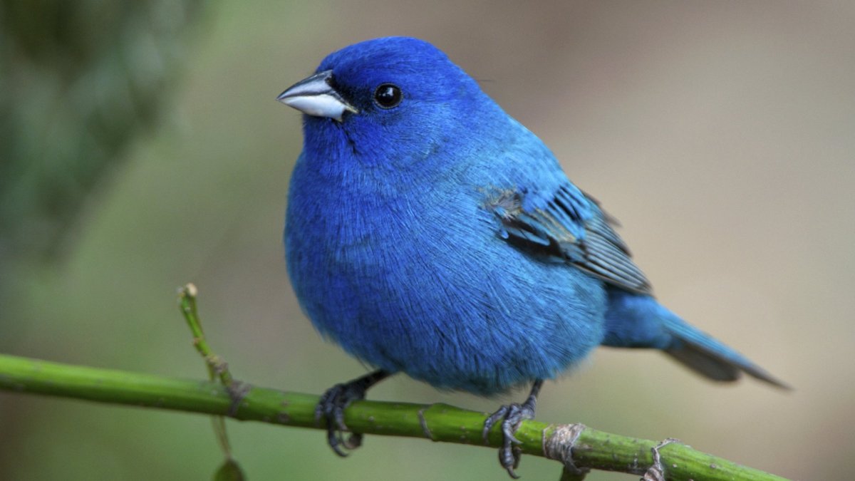 Сиалия Лазурная птица