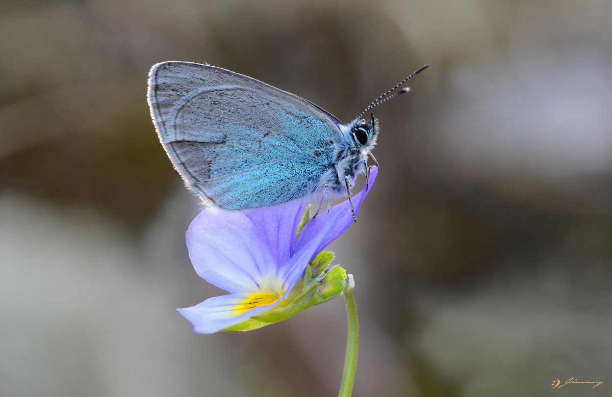 Ацетозея бабочка Бражник Моргана