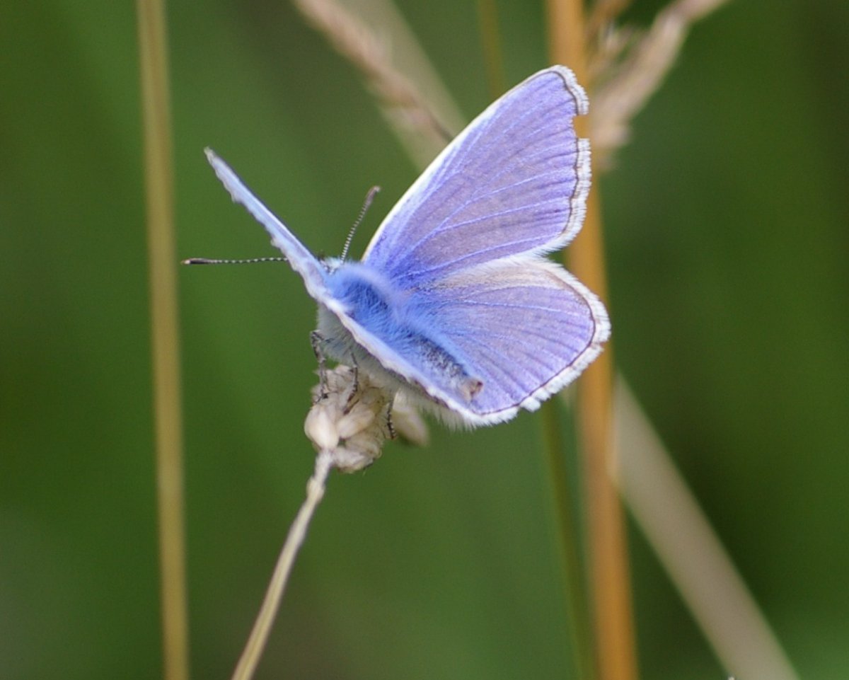 Пока маленькая бабочка